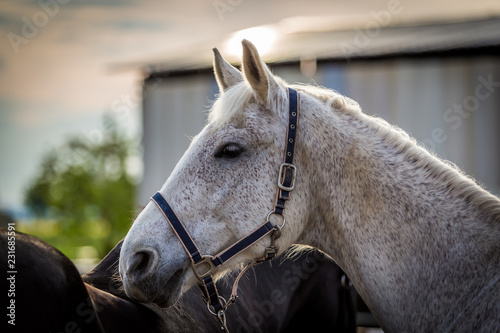 Cuadro en lienzo Beautiful white horse portrait with black bridle
