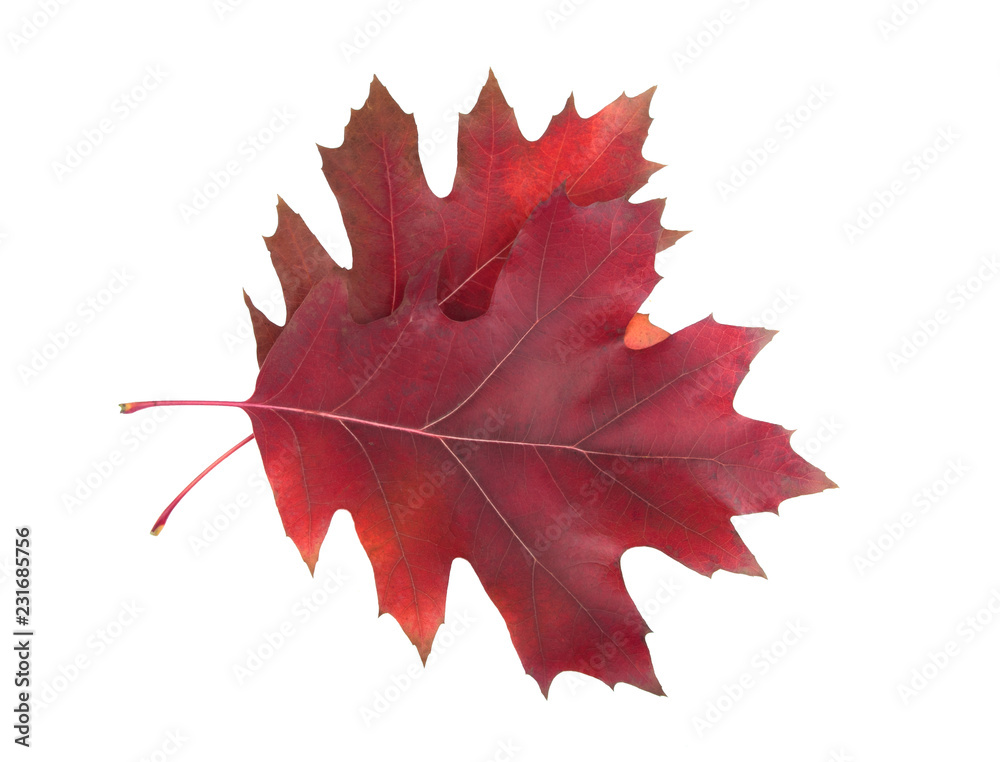 Fototapeta premium red orange autumn leaves isolated on the white background