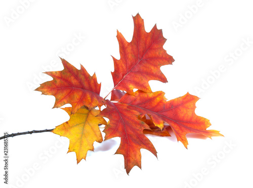 red orange autumn leaves isolated on the white background