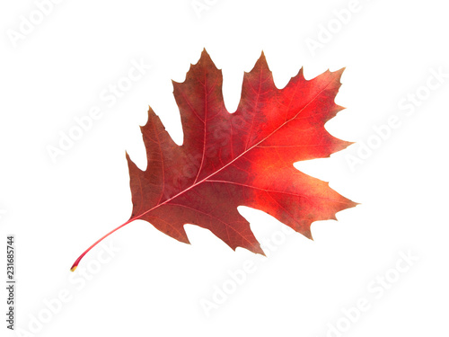red orange autumn leaves isolated on the white background