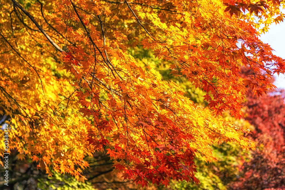 autumn leaves close up in changgyeonggung