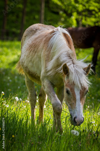 Fotografía Adorable chestnut halfing foal grazing with brown Czech warmblood on the green m
