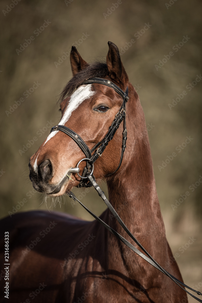 Beautiful brown horse portrait with bridle in the spring forest Beautiful brown horse portrait with bridle in the spring forest