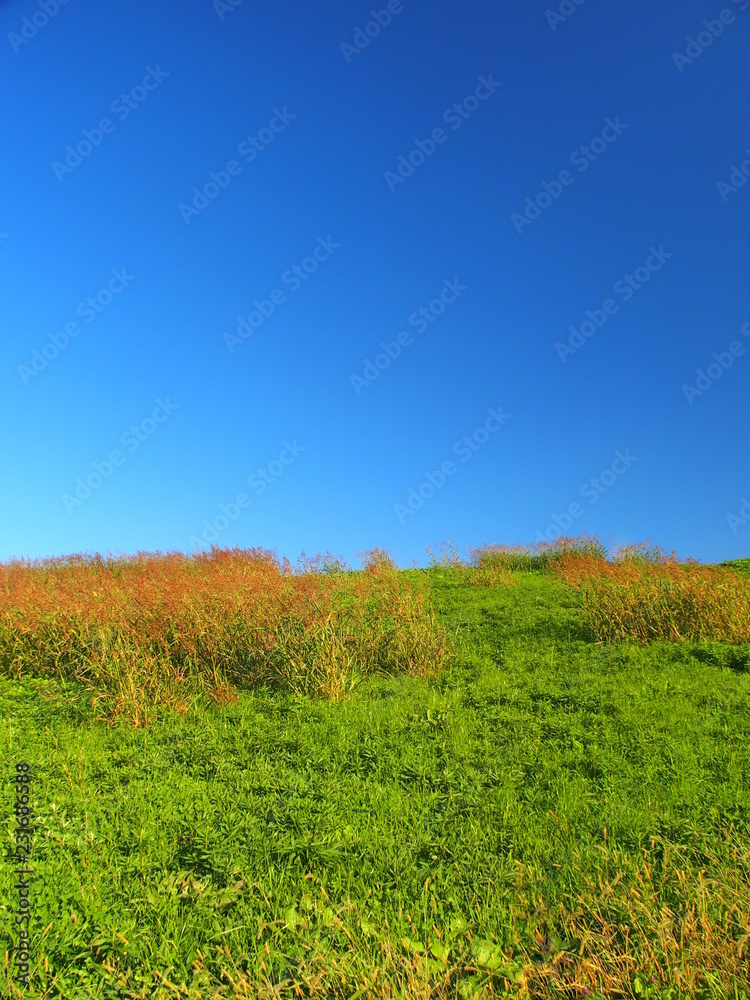 Fototapeta premium 秋の江戸川土手風景