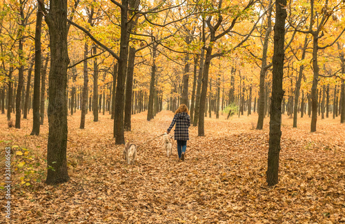 young red haired girl is walking in orange autumn park with two husky dogs