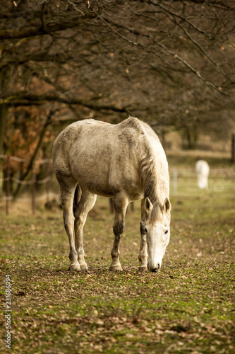 Dirty white horse grazing on pasture