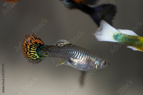 Guppy (Poecilia reticulata), also known as rainbow fish, is one of the world's most widely distributed tropical fish