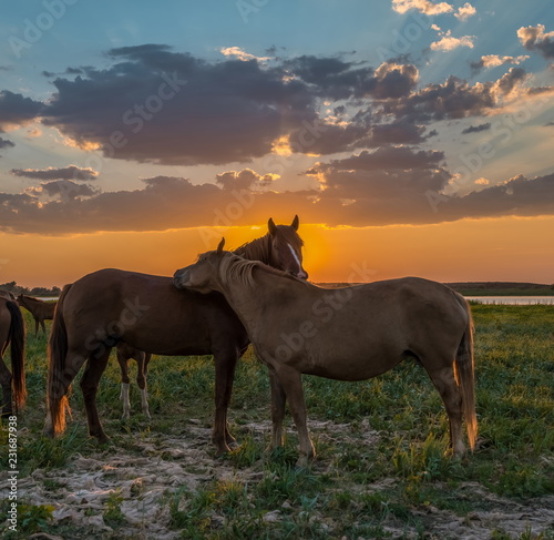 Horses in the meadow on the background of the sunset. Domestic animals graze in flood plains, on the river bank. Against the backdrop of the sunset. © Фёдор Лашков