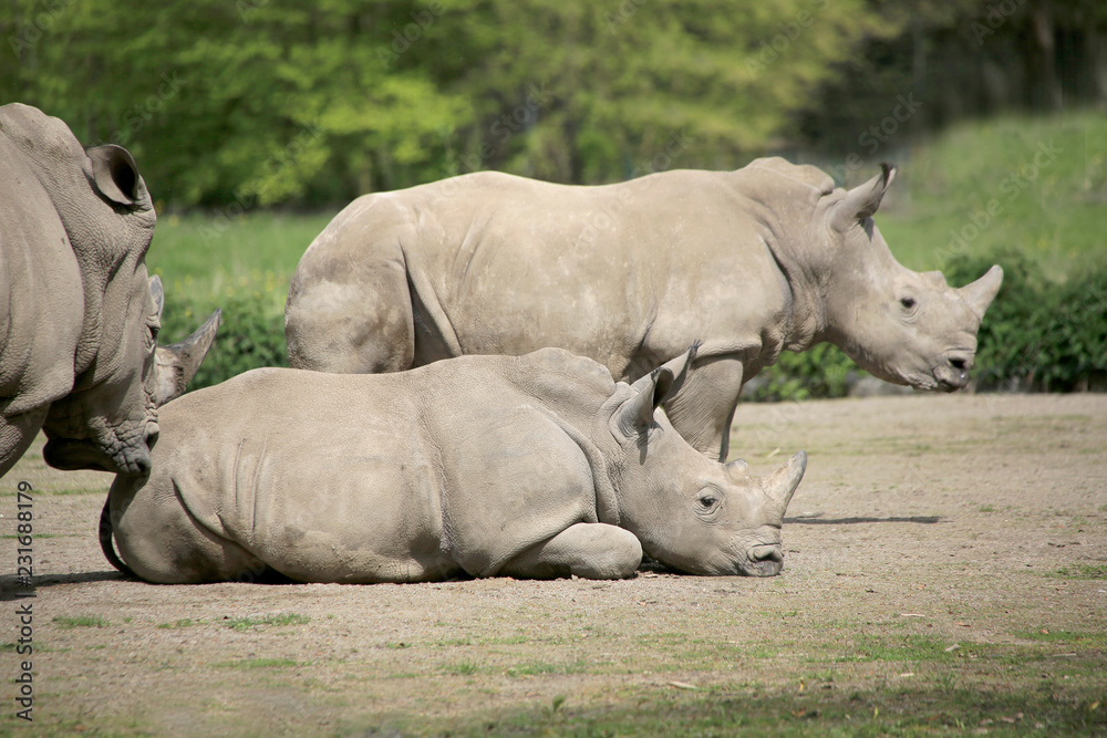 Obraz premium Breitmaulnashorn (Ceratotherium simum) mit Jungtier