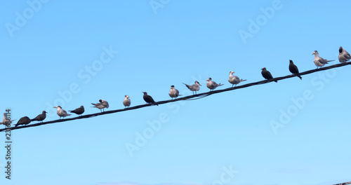 bird on a wire