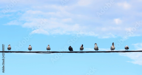 Canvas Print bird on a wire