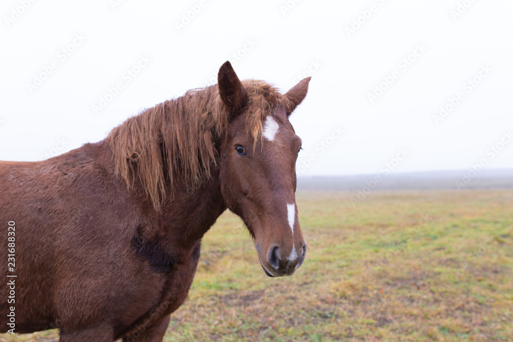Brown horse on the field and fog