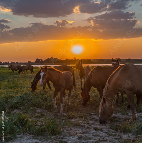 Horses in the meadow on the background of the sunset. Domestic animals graze in flood plains, on the river bank. Against the backdrop of the sunset. © Фёдор Лашков