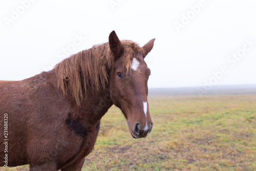Brown horse on the field and fog © Belogen