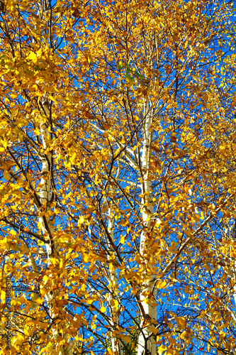 birch, tree, yellow, trees, leaf, fall, sky, autumn, nature, new, color, forest, branch, season, landscape, leaves, aspen, background, day, wood, foliage, pattern, beautiful, light, blue, zealand, up,
