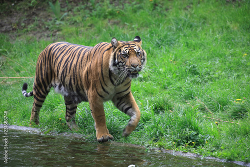 Sumatra-Tiger (Panthera tigris sumatrae)