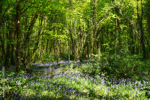 Spring forest