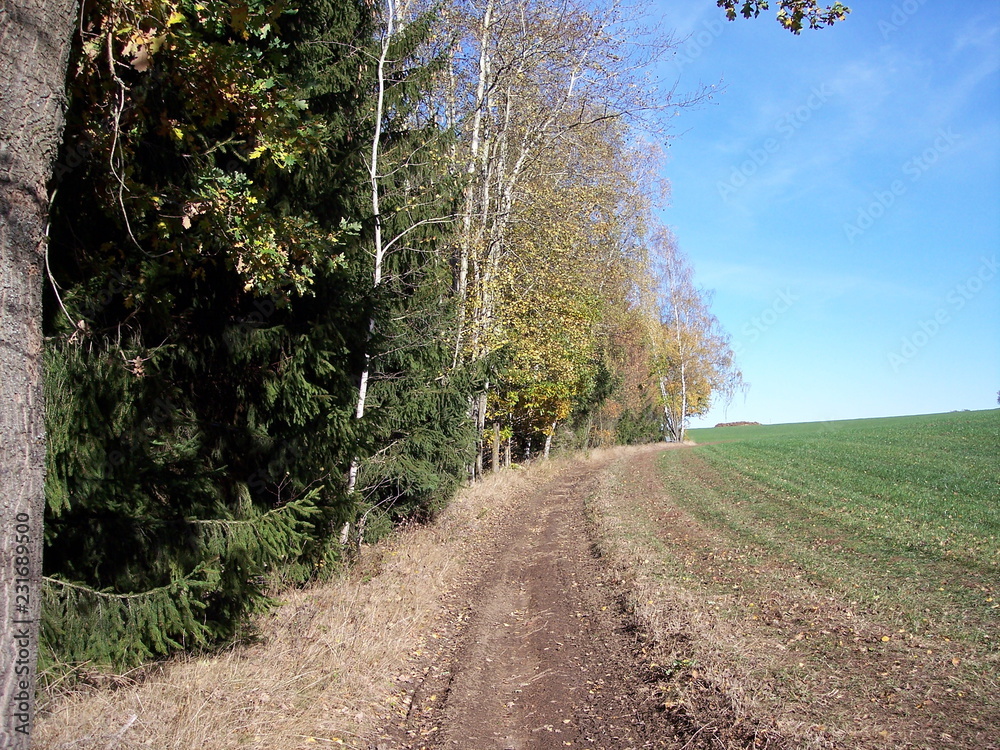 Obraz premium Waldrand