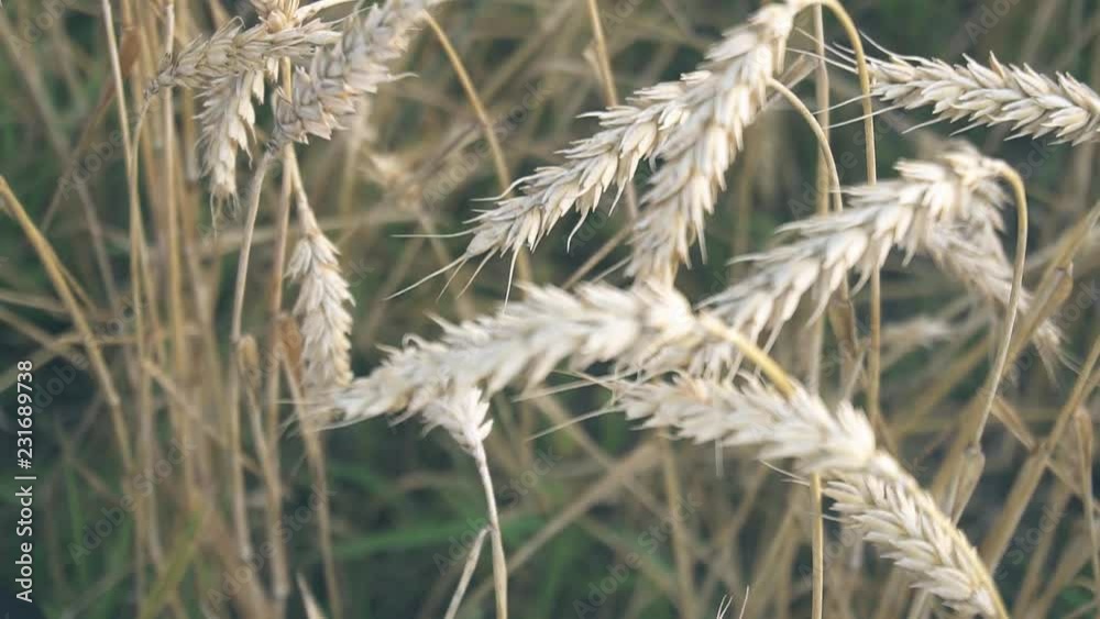 grain crop on the field close up, ears of golden rye in the field grain crop on the field close up, ears of golden rye in the field