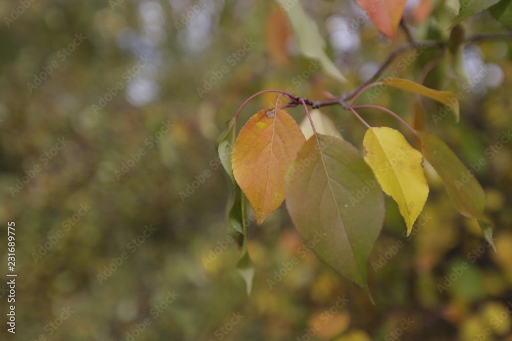 Obraz premium autumn leaves