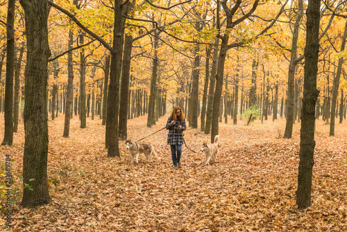 Fototapeta Naklejka Na Ścianę i Meble -  young red haired girl is walking in orange autumn park with two husky dogs