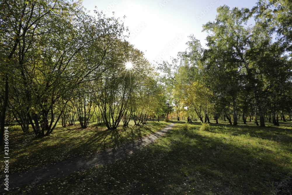 Obraz premium road in forest