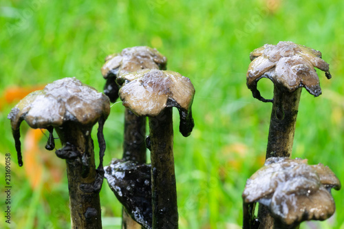 mushrooms in forest