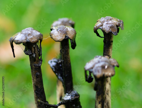 mushrooms in forest