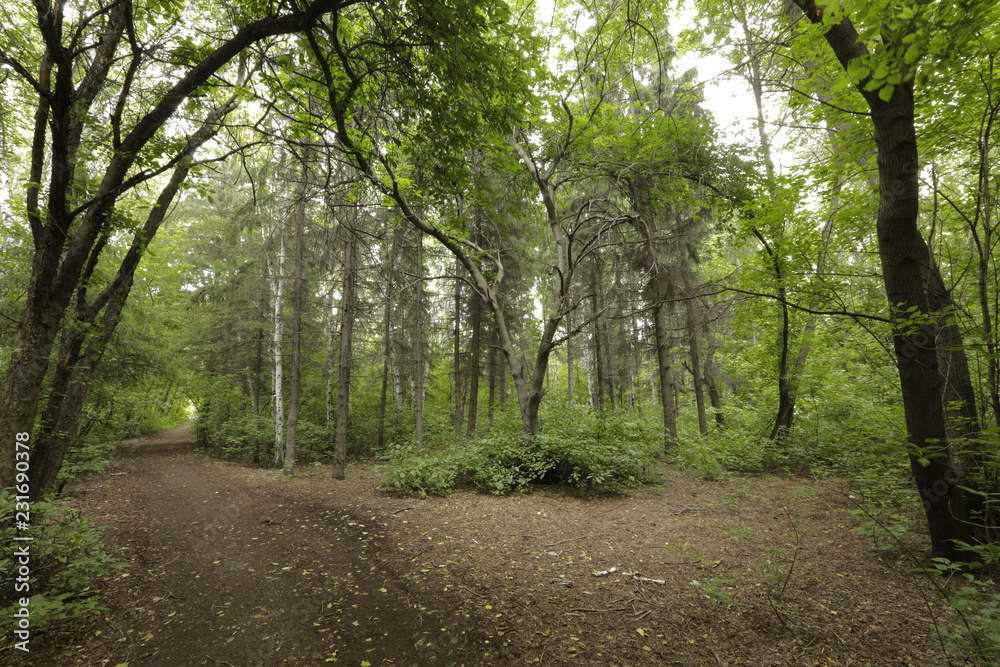 Obraz premium path in the forest