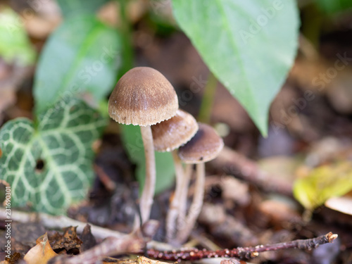 mushrooms in forest
