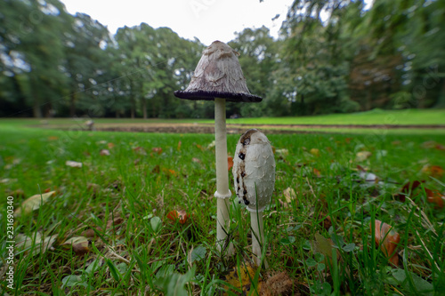 mushrooms in forest