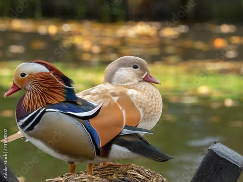 Female and male mandarin ducks