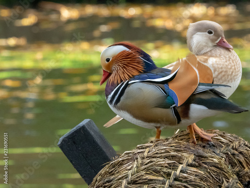 Female and male mandarin ducks