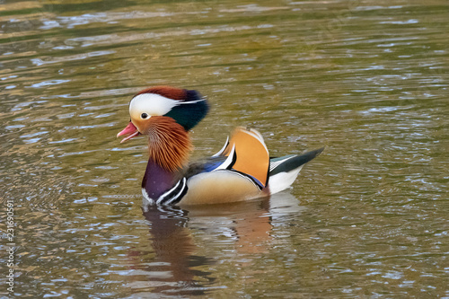 mandarin duck