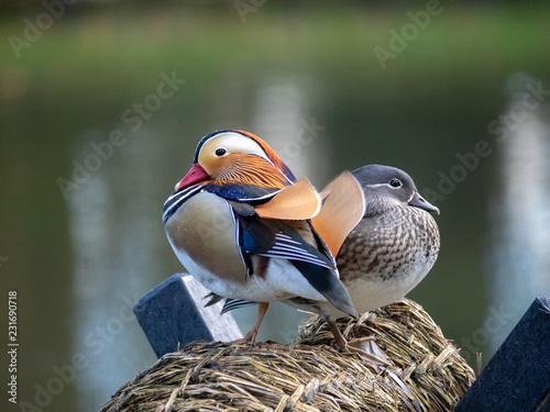 Female and male mandarin ducks