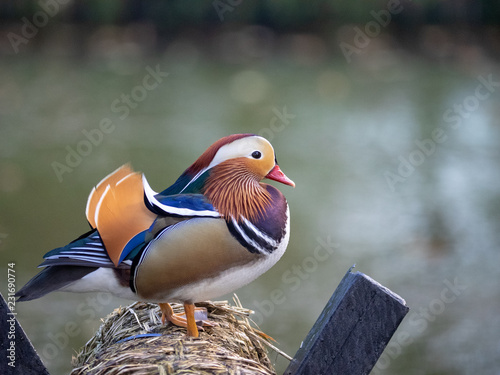 mandarin duck