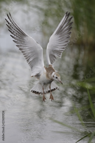 white bird in flight