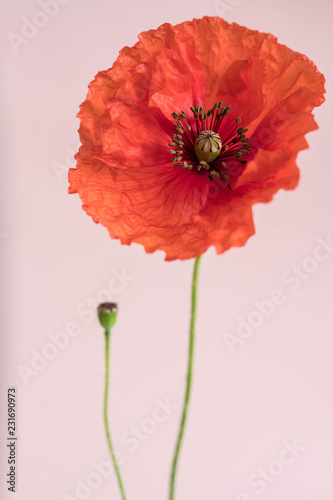 Fototapeta Naklejka Na Ścianę i Meble -  Beautiful red poppy with its bud on pink background