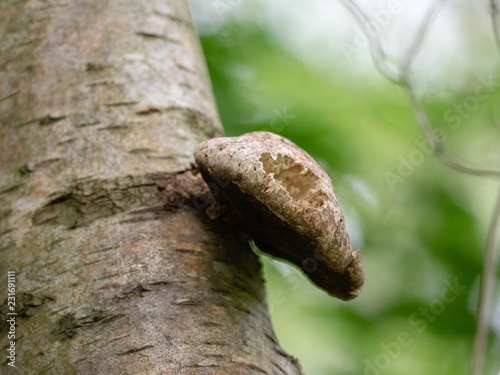 mushroom