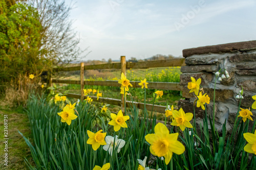 yellow daffodils in a field