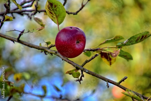 autumn fresh apple on the branch of a tree in the orchard