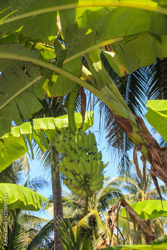 Bananas that can be harvested.