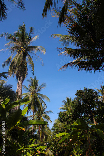 Coconut trees and bright sky in summer.