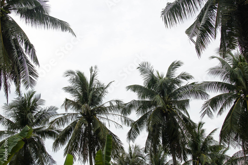 The high coconut tree with the back is the sky.