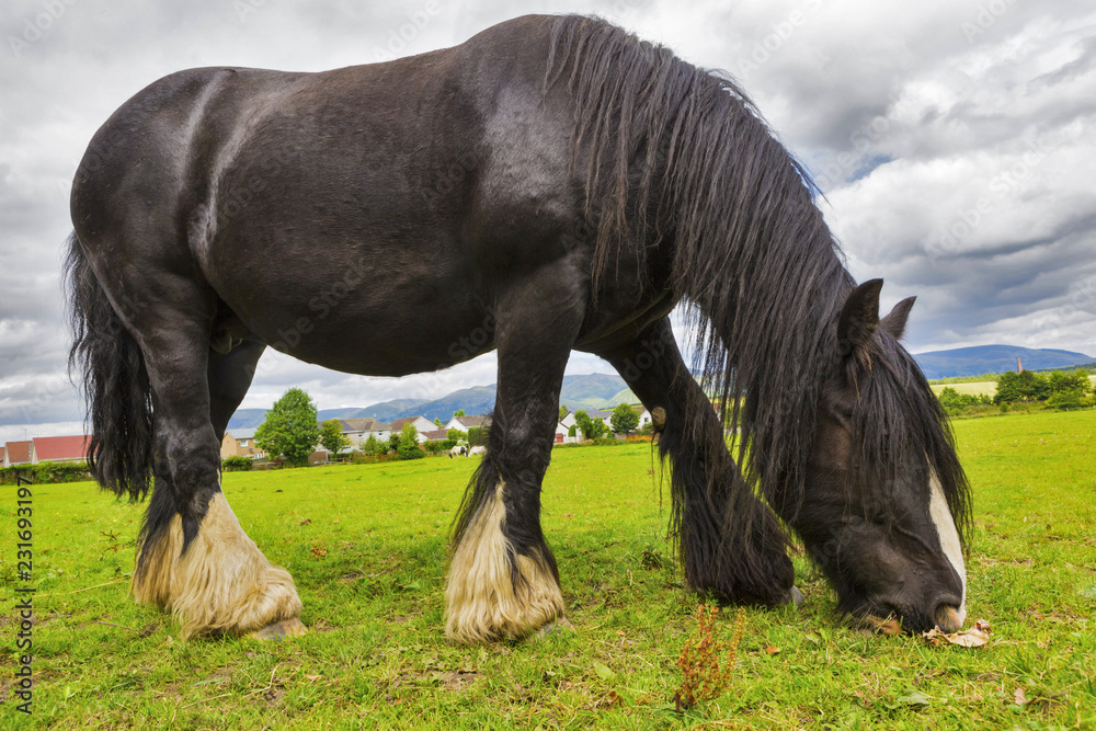 Ταπετσαρία Black Gypsy horse aka Gypsy Vanner or Irish Cob grazes on pasture
