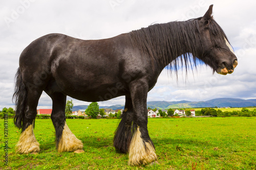Fototapeta Naklejka Na Ścianę i Meble -  Black Gypsy horse aka Gypsy Vanner or Irish Cob grazes on pasture