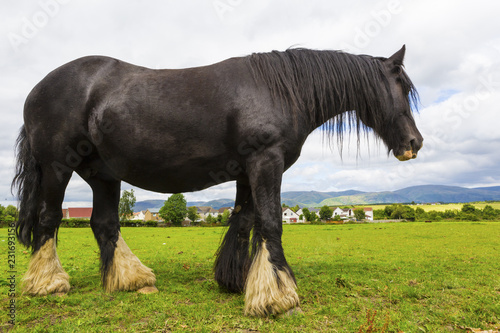 Black Gypsy horse aka Gypsy Vanner or Irish Cob grazes on pasture