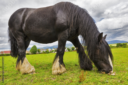 Black Gypsy horse aka Gypsy Vanner or Irish Cob grazes on pasture © -Marcus-
