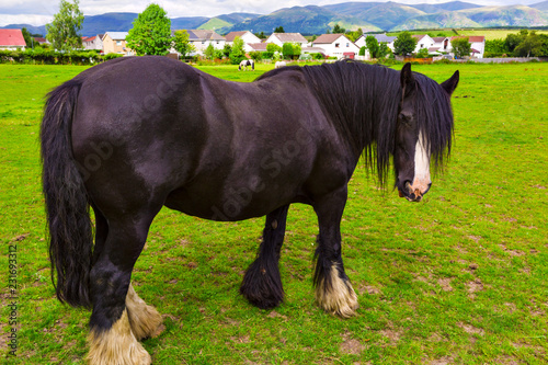 Fototapeta Naklejka Na Ścianę i Meble -  Black Gypsy horse aka Gypsy Vanner or Irish Cob grazes on pasture