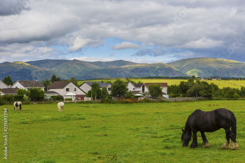 Fototapeta Naklejka Na Ścianę i Meble -  Black Gypsy horse aka Gypsy Vanner or Irish Cob grazes on pasture
